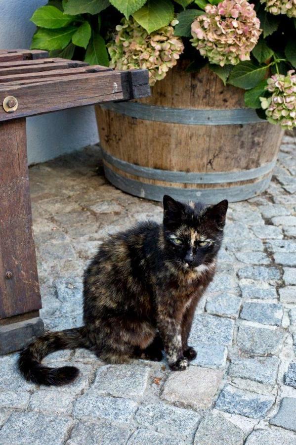 Weingut Breitenfelder Рец Экстерьер фото